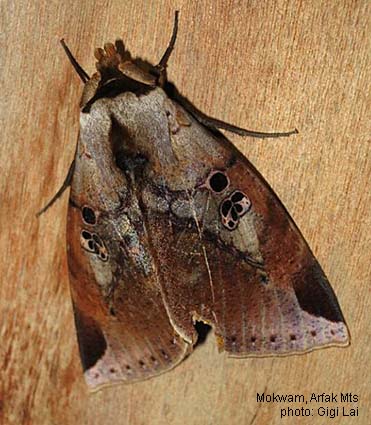 Mofu Insect Papua Insects Foundation (Lepidoptera/Erebidae (Erebinae, Ophiusini ...